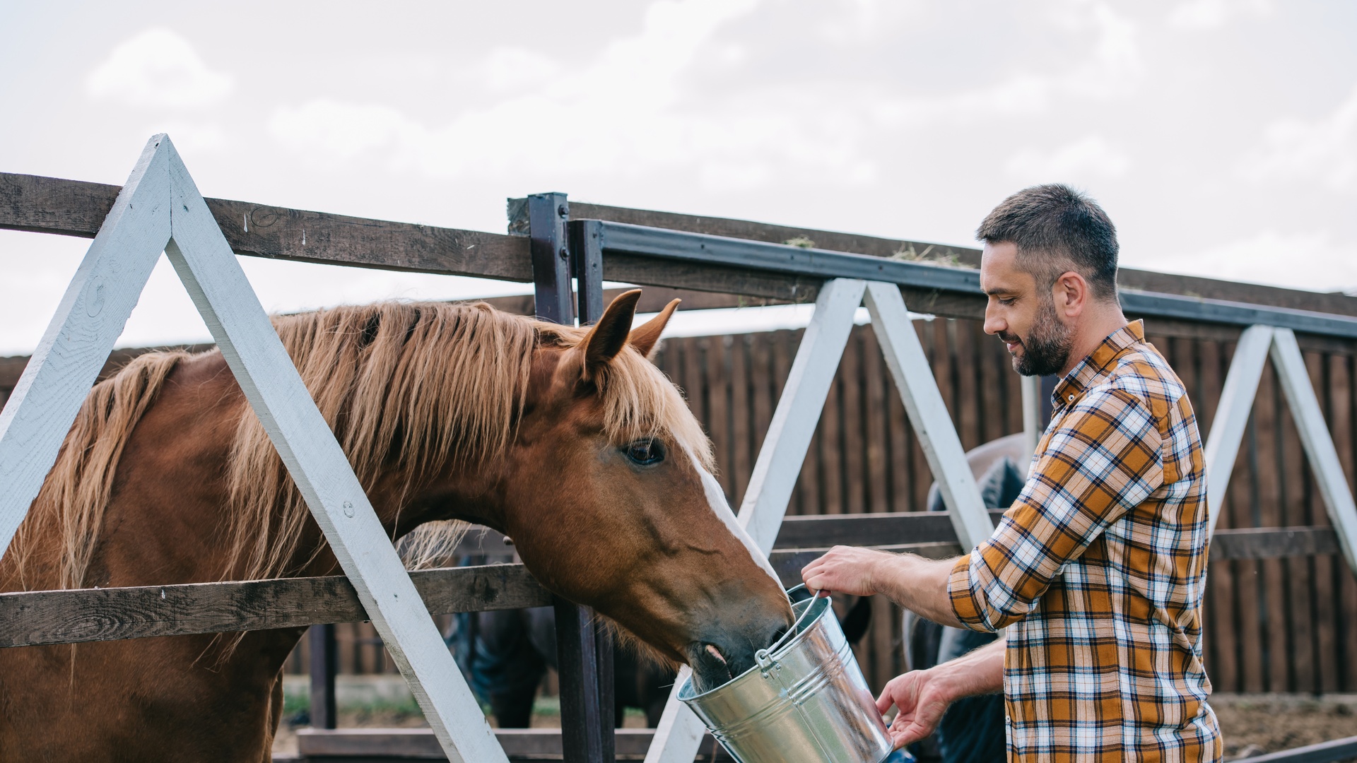 A farmer feeds a horse with a bucket. The horse is leaning its head between the plants of a wooden fence.
