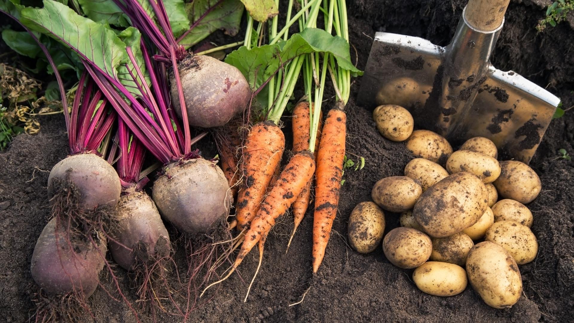 A variety of freshly-harvested vegetables like carrots, beetroot, and potatoes sit on the ground next to a shovel.