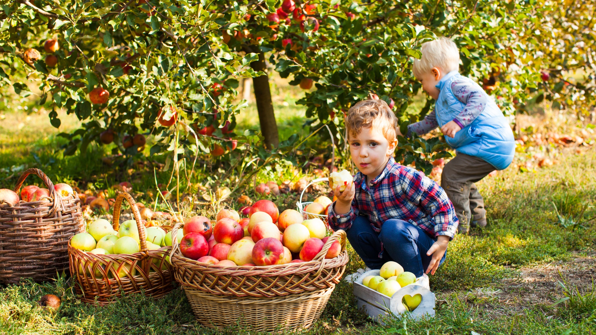 Two children standing in an apple orchard near three baskets full of apples. One of the children holds up a half-eaten apple.