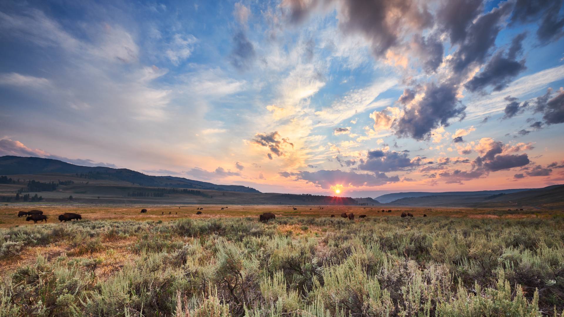 The landscape of Lamar Valley in Wyoming at sunset with bison grazing the plains and bluffs in the background.