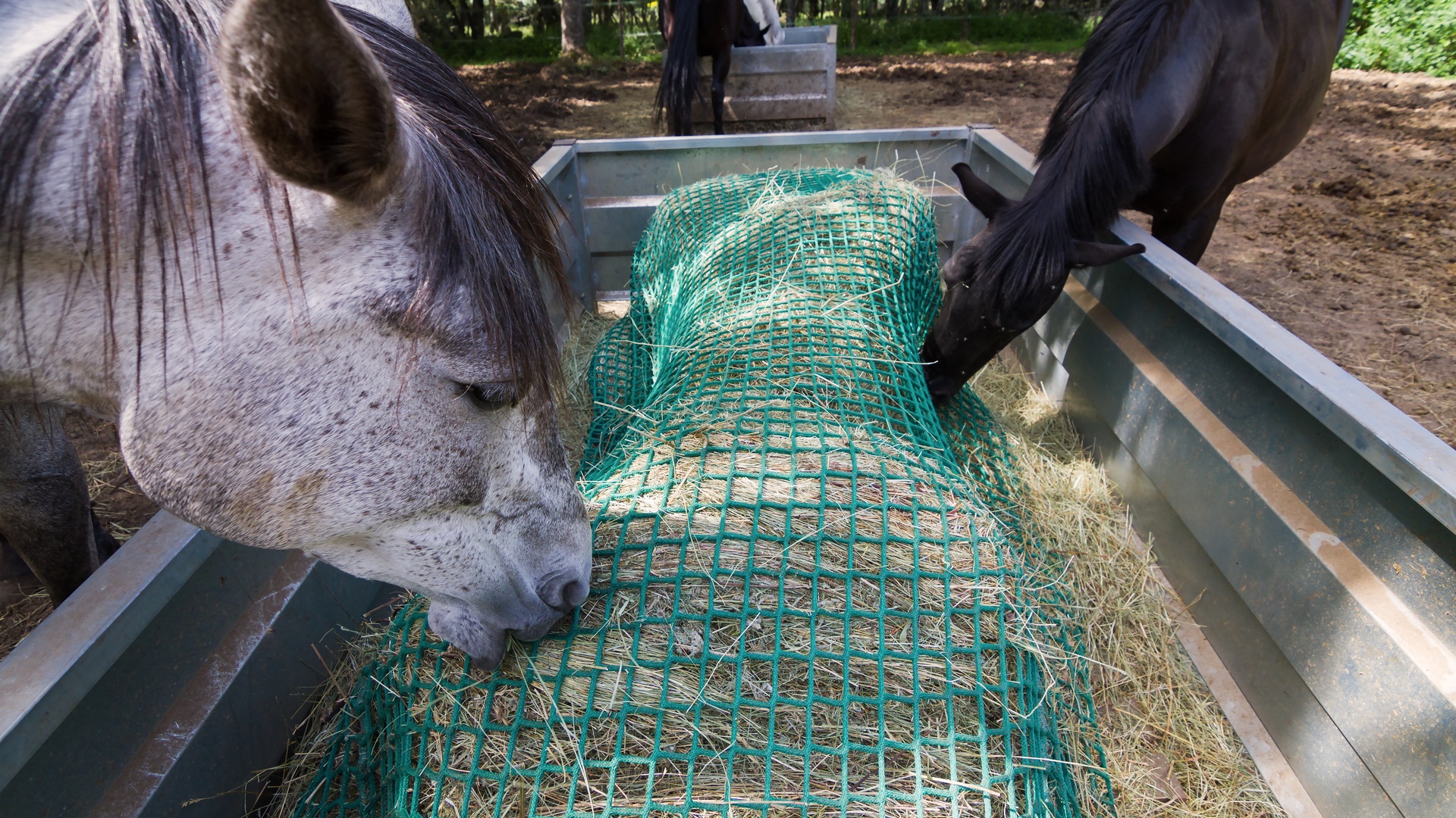 Two horses eat hay out of a slow feed hay net in a feed trough outdoors. Behind them is another feeding area with two more horses.