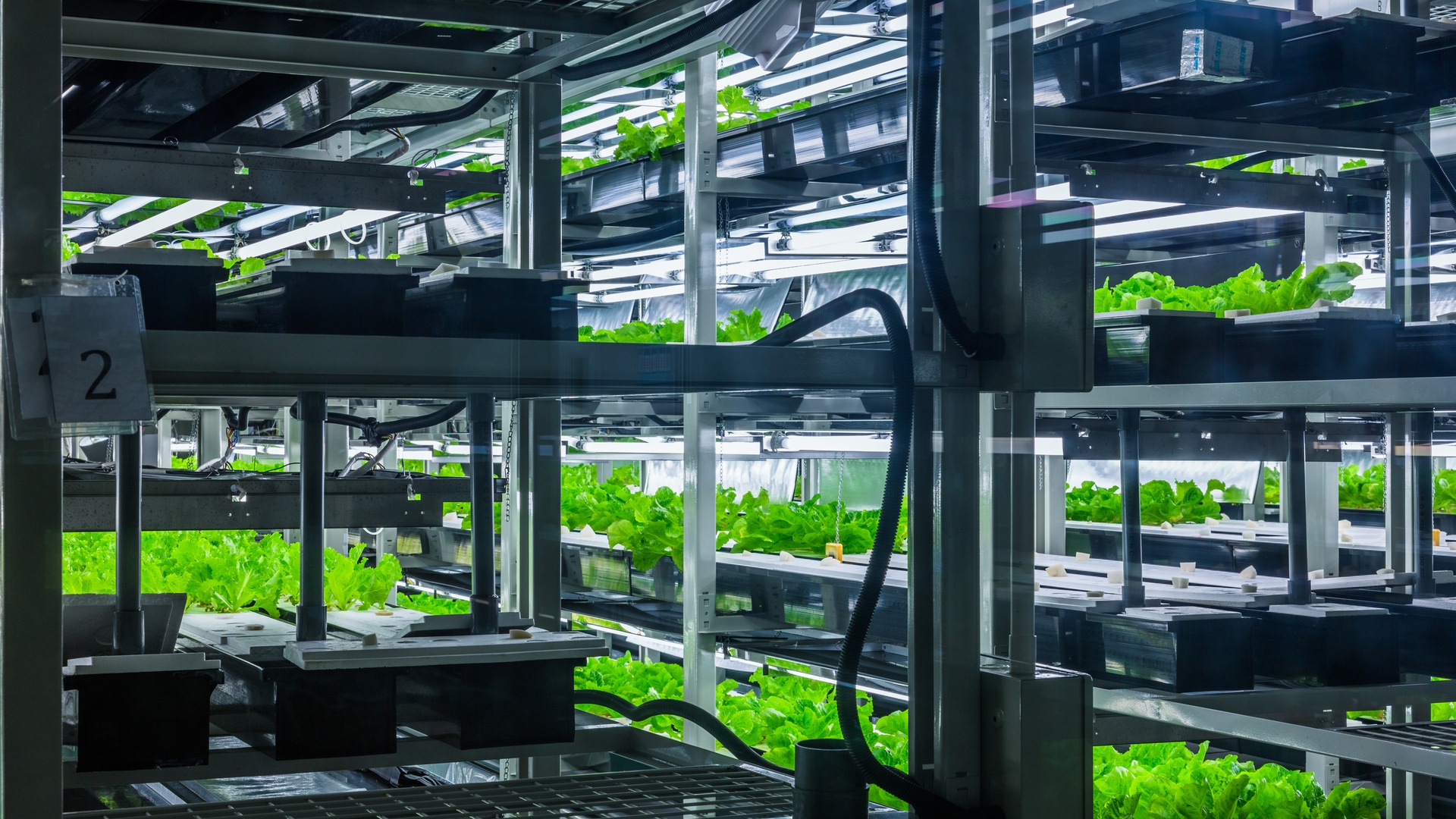 Several multi-level shelves hold green leafy plants in black and white containers under bright grow lights.