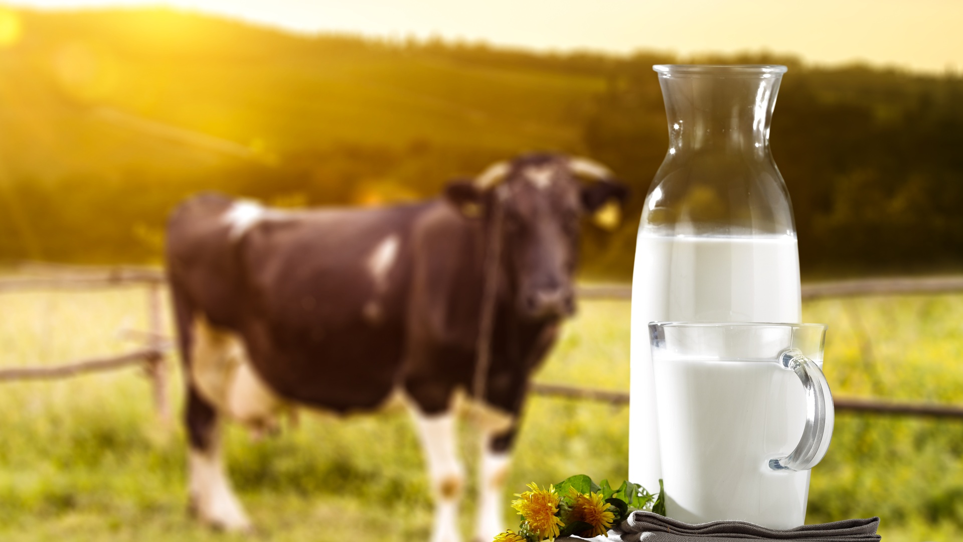 A carafe and mug filled with white milk sit on a gray wooden table in a field. A Holstein cow stands behind the table.