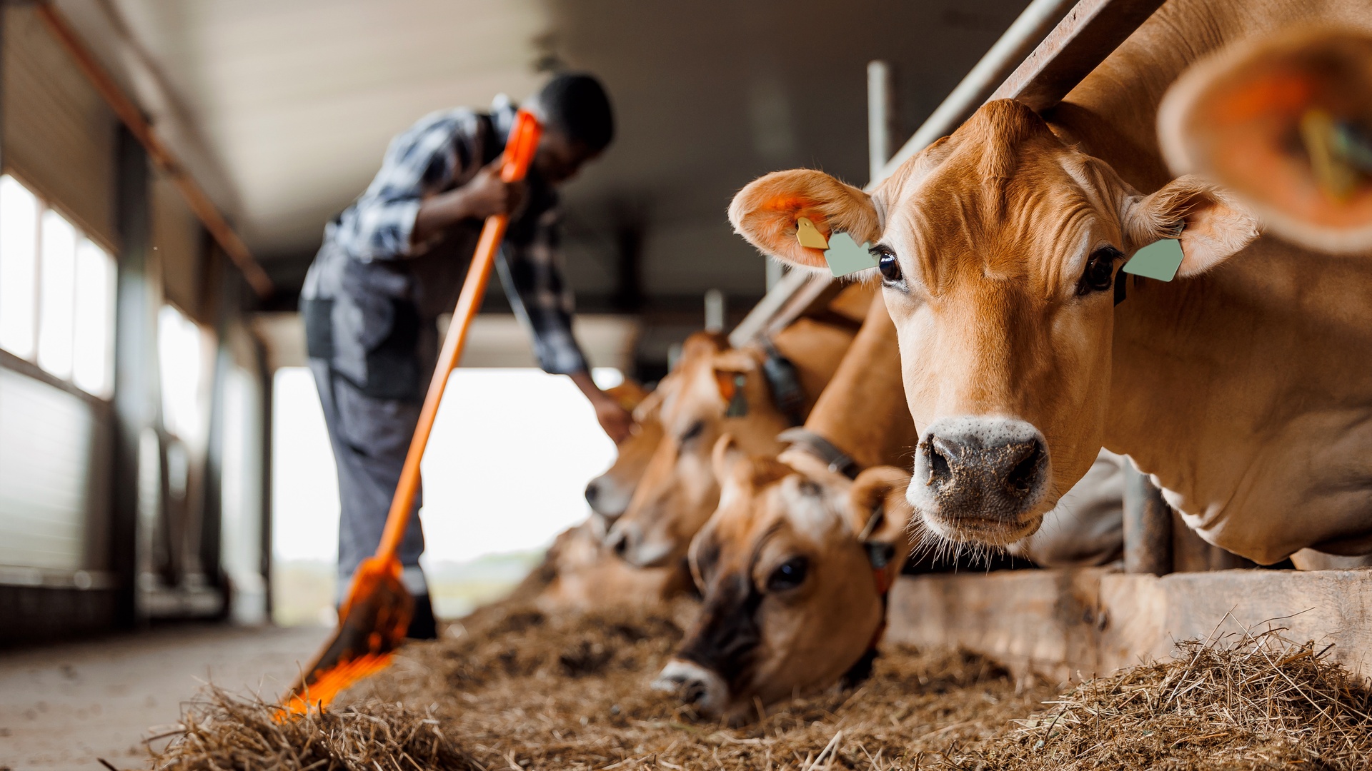 A row of large brown dairy cows standing in a stall as they eat hay. The first cow in the row looks at the camera.