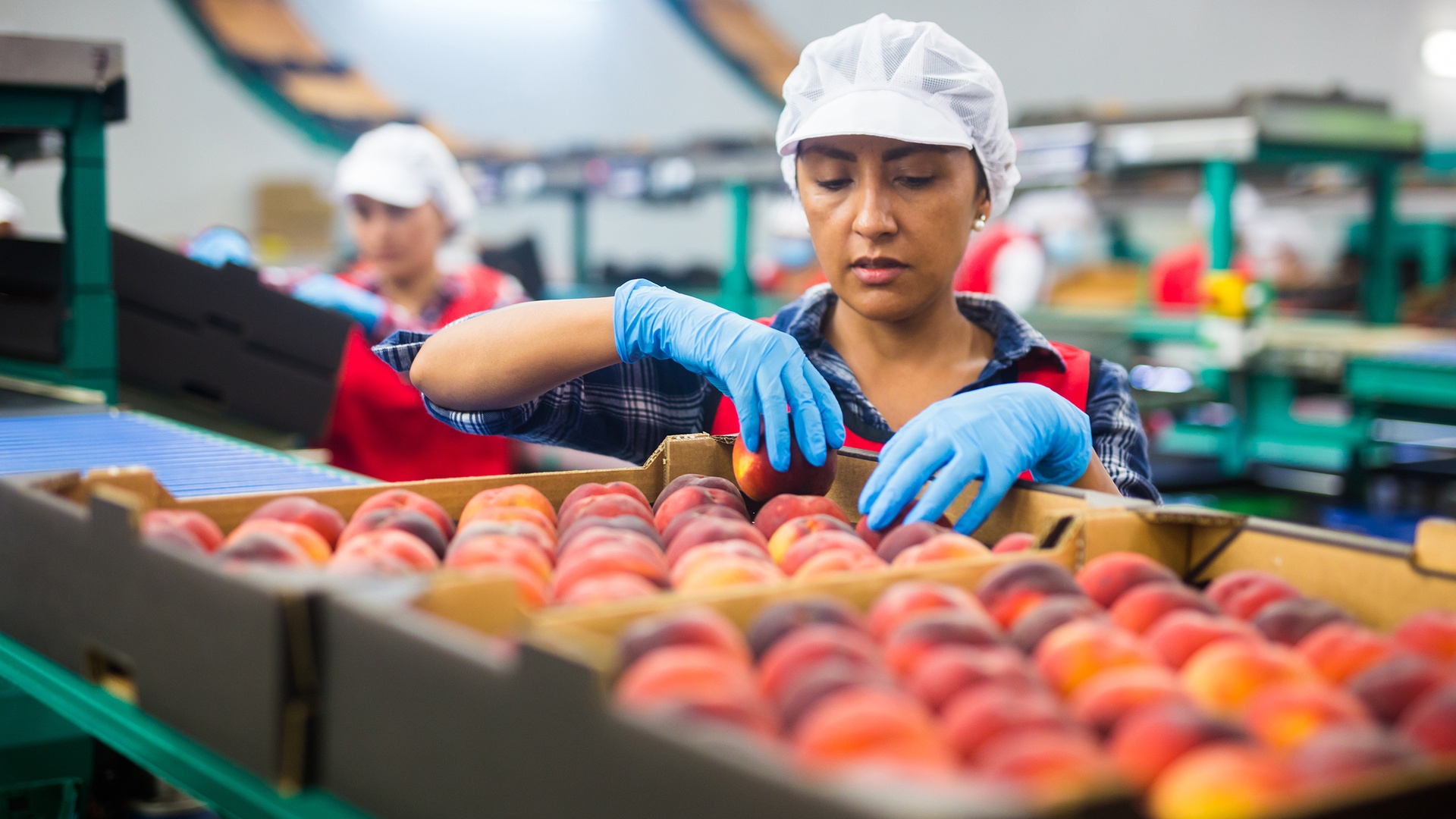 A person wearing a white hair cap and blue gloves sorts the peaches inside the box on a food production line.
