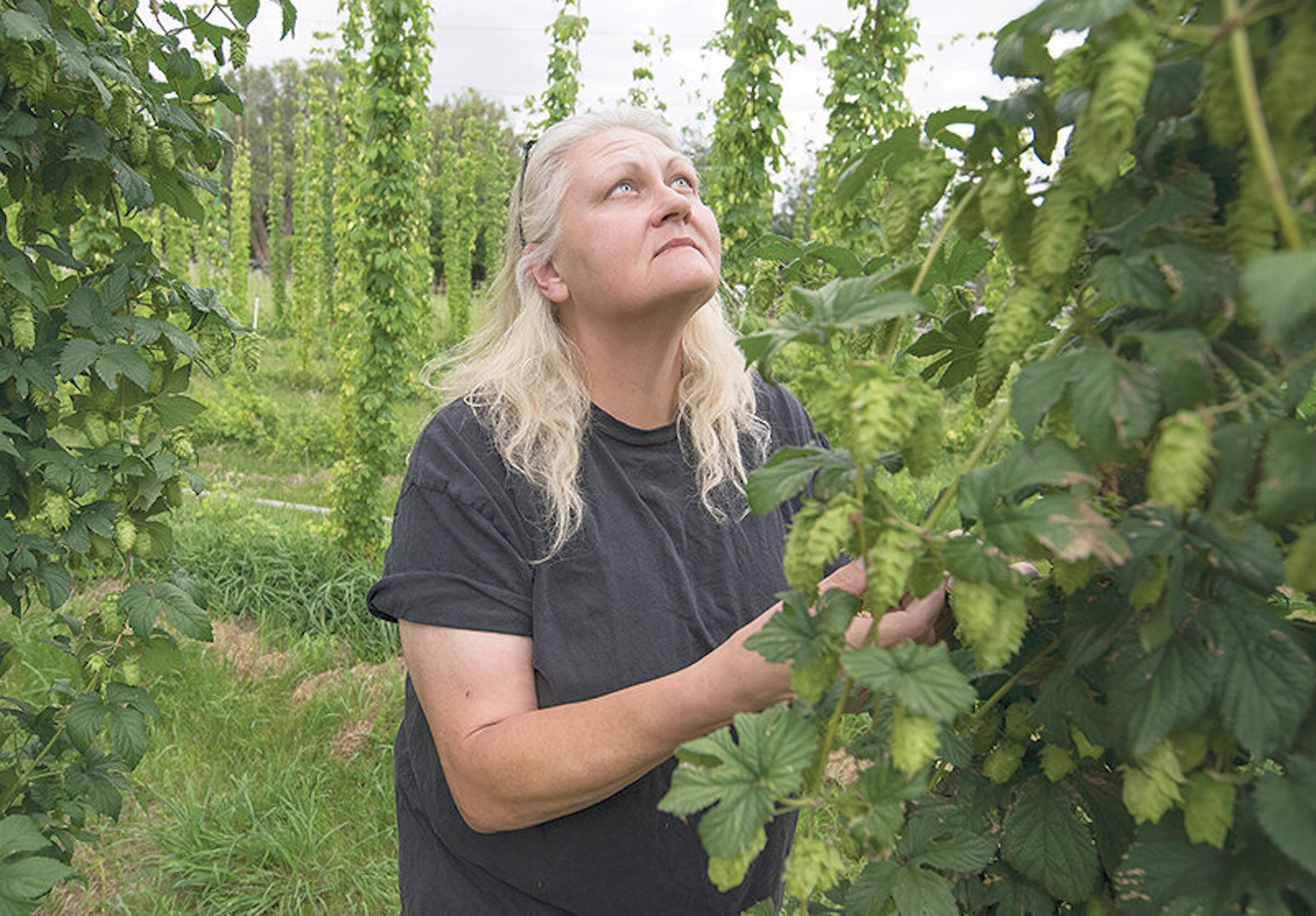 Secret Ingredient: Lone hops crop supplies local brewery