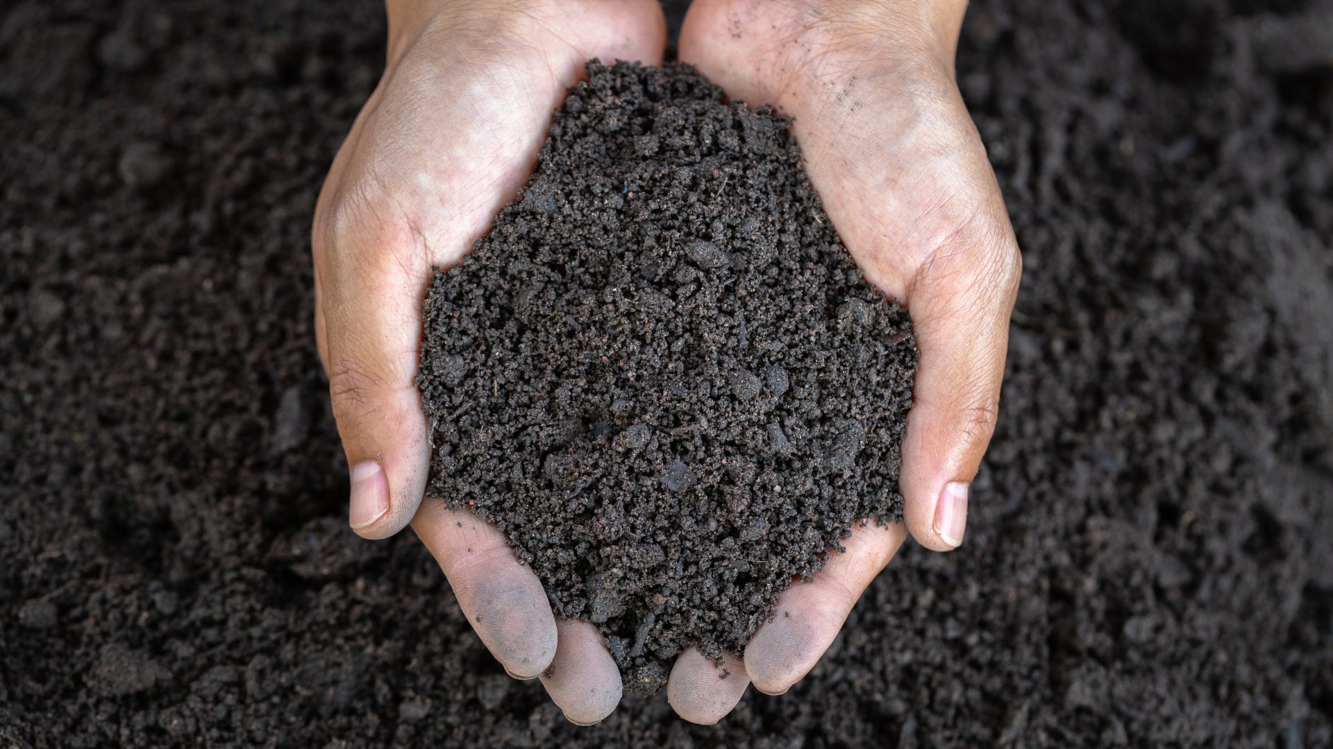 Two dirty hands that are cupped together, holding a clump of dirt. Both hands are over a larger pile of dirt.
