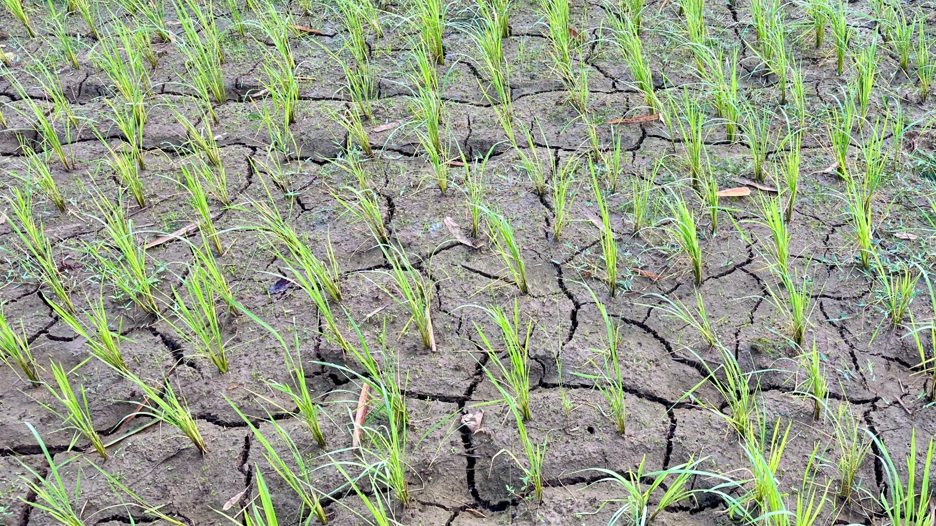 Rows of young green crops growing in dry, cracked soil across a field, viewed from above at close range.