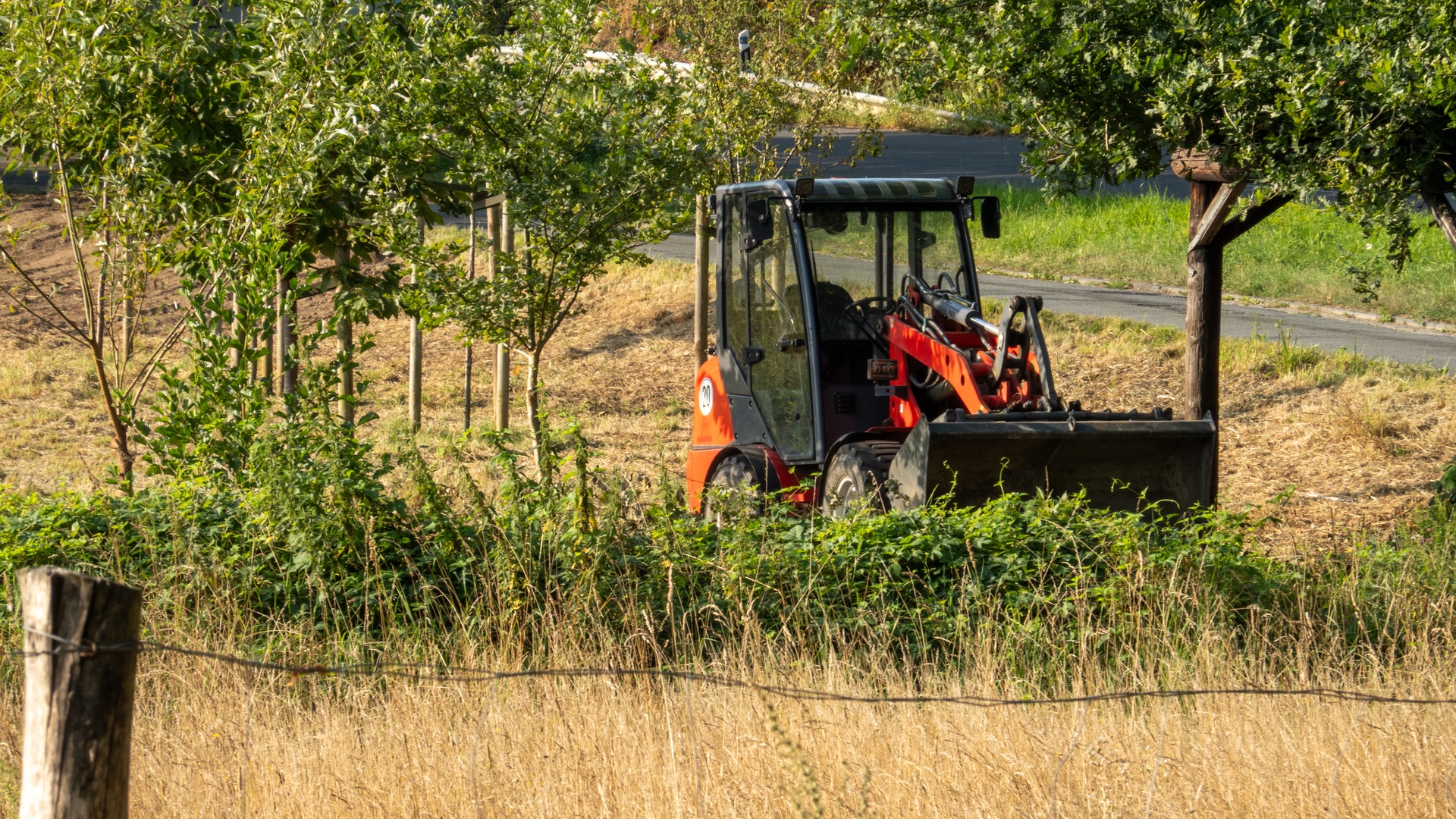 A black-and-orange skid steer parked alongside young trees on the edge of a farm with tall yellow grasses.