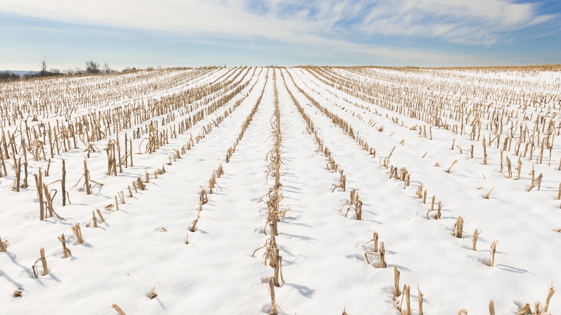 Rows of cut corn stalks covered in a layer of snow in a farmer's field with a blue sky and distant horizon in the background.