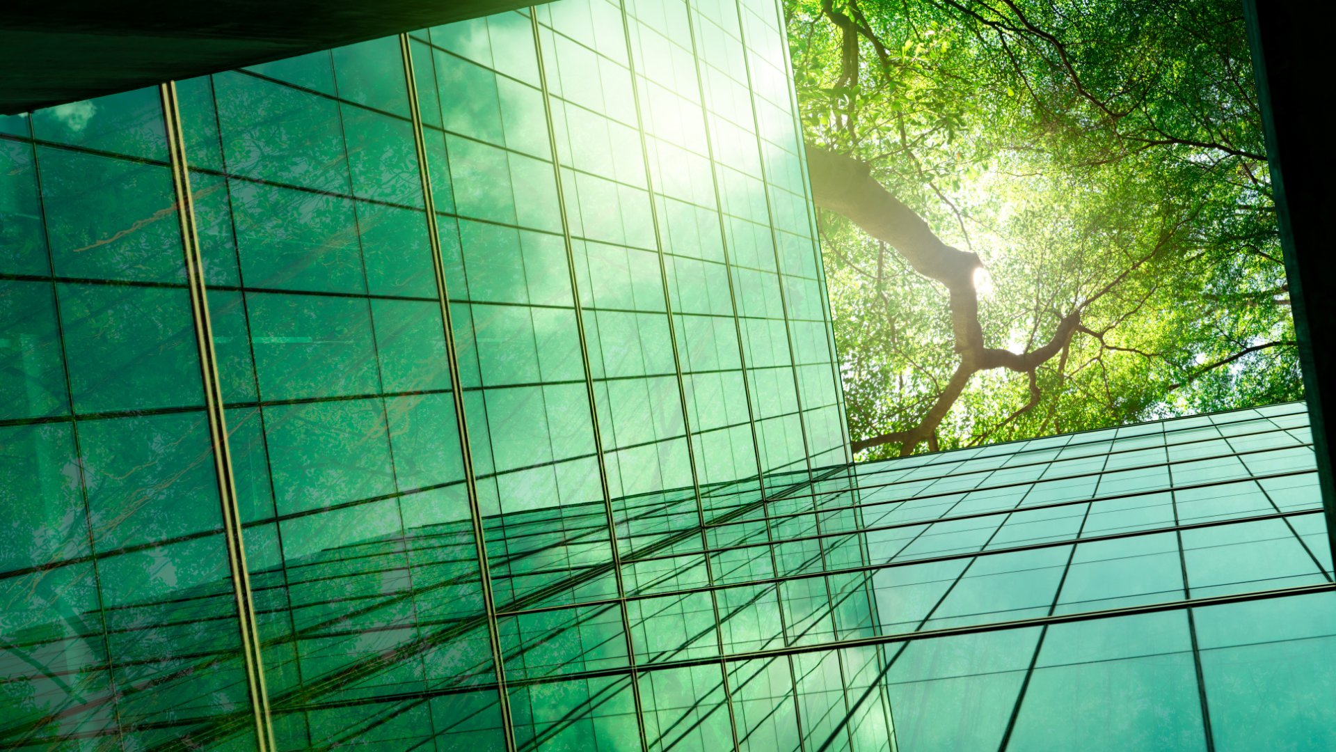 a green glass building facade reflecting nearby structures beside bright leafy tree branches overhead.