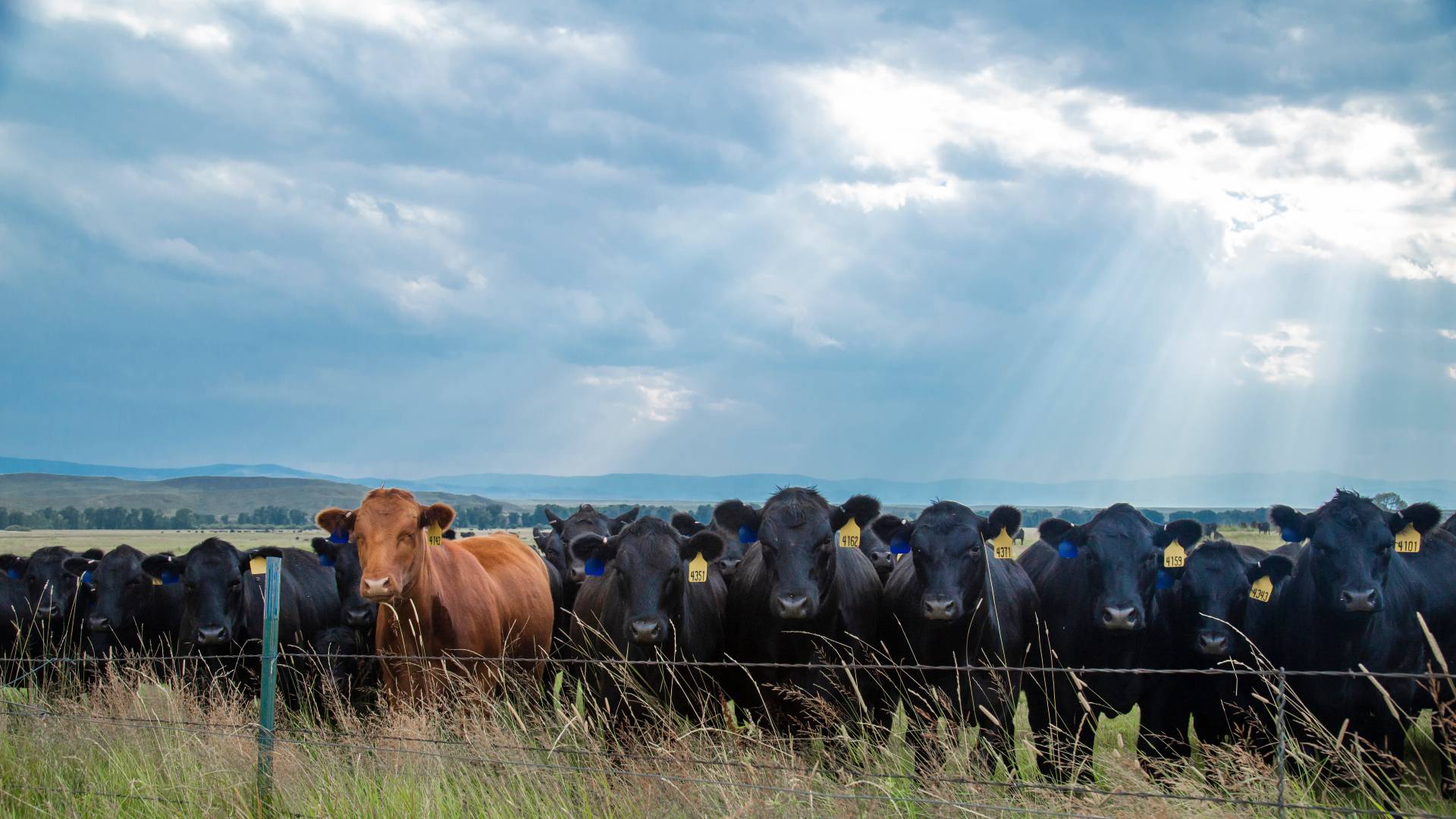 A group of ranch cows standing in front of a barbed wire fence. Some of the cows have yellow tags on their ears.