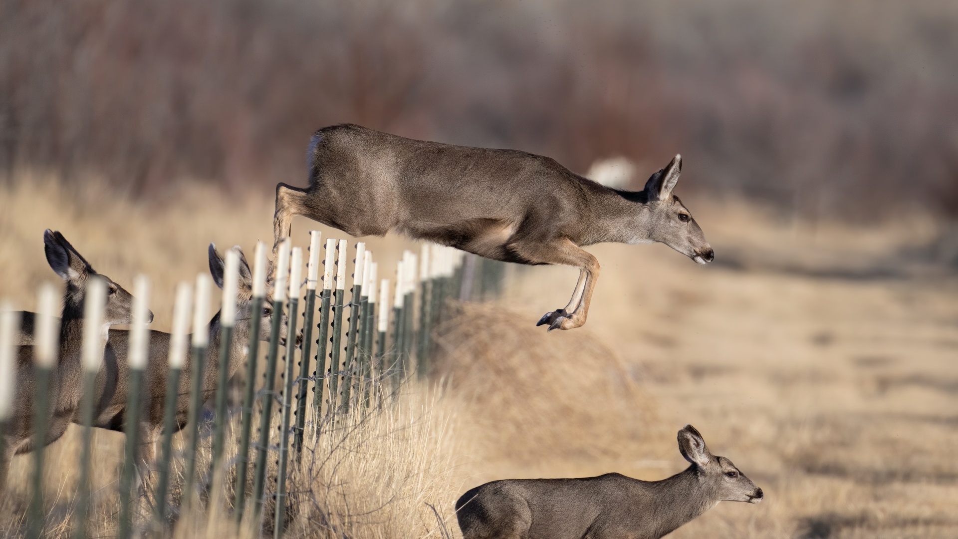 A mule deer leaping over a fence made from green-and-white safety fence posts as other deer move on either side.