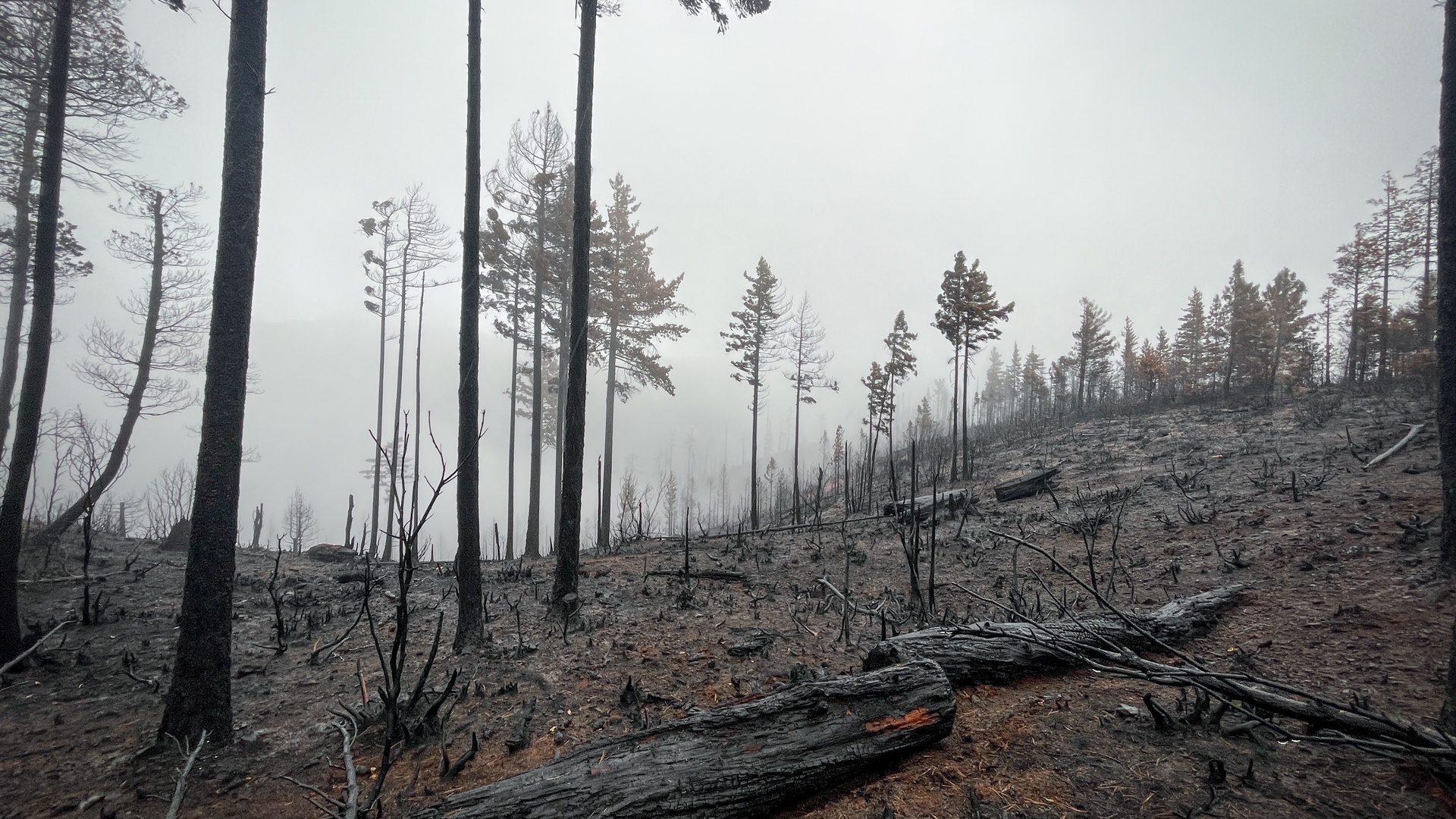 A burned forest has debris scattered all over the ground. The remaining trees are barren, and the sky is hazy.