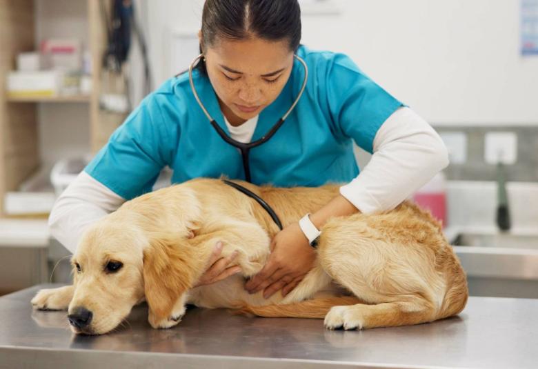  A woman in teal scrubs holds a stethoscope to a golden-colored dog as it lays on a metal table. The background is blurry.