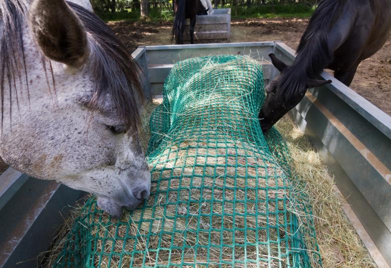 Two horses eat hay out of a slow feed hay net in a feed trough outdoors. Behind them is another feeding area with two more horses.