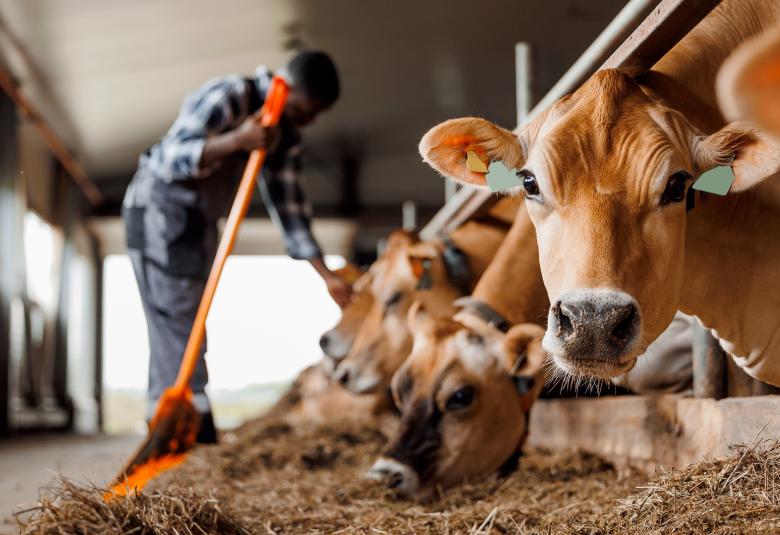 A row of large brown dairy cows standing in a stall as they eat hay. The first cow in the row looks at the camera.