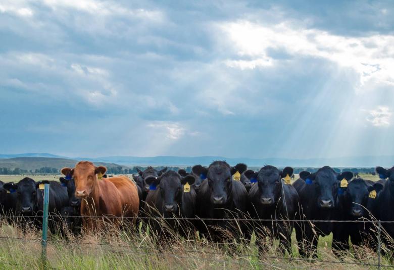 A group of ranch cows standing in front of a barbed wire fence. Some of the cows have yellow tags on their ears.